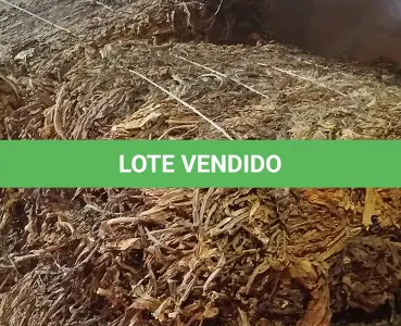 LOTE 001 - 824 Kg de FUMO (tipo CR1)