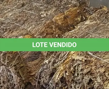 LOTE 001 - 824 Kg de FUMO (tipo CR1)