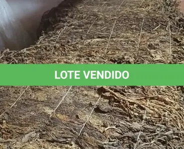 LOTE 001 - 824 Kg de FUMO (tipo CR1)