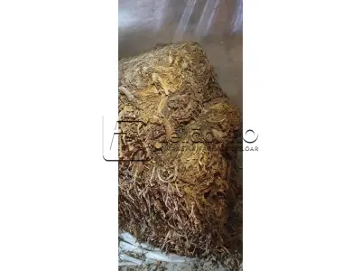 LOTE 001 - 824 Kg de FUMO (tipo CR1)
