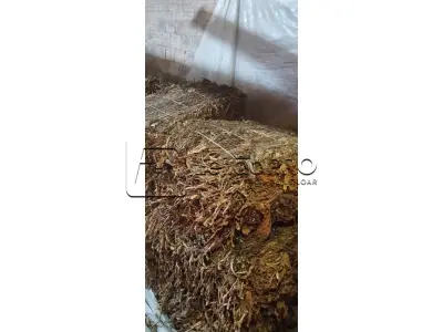 LOTE 001 - 824 Kg de FUMO (tipo CR1)