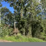 LOTE 012 - TERRENO URBANO de 619,2m2, Rua Frederico Krahe Matrícula  nº 22.176 do Registro de Imóveis de Panambi