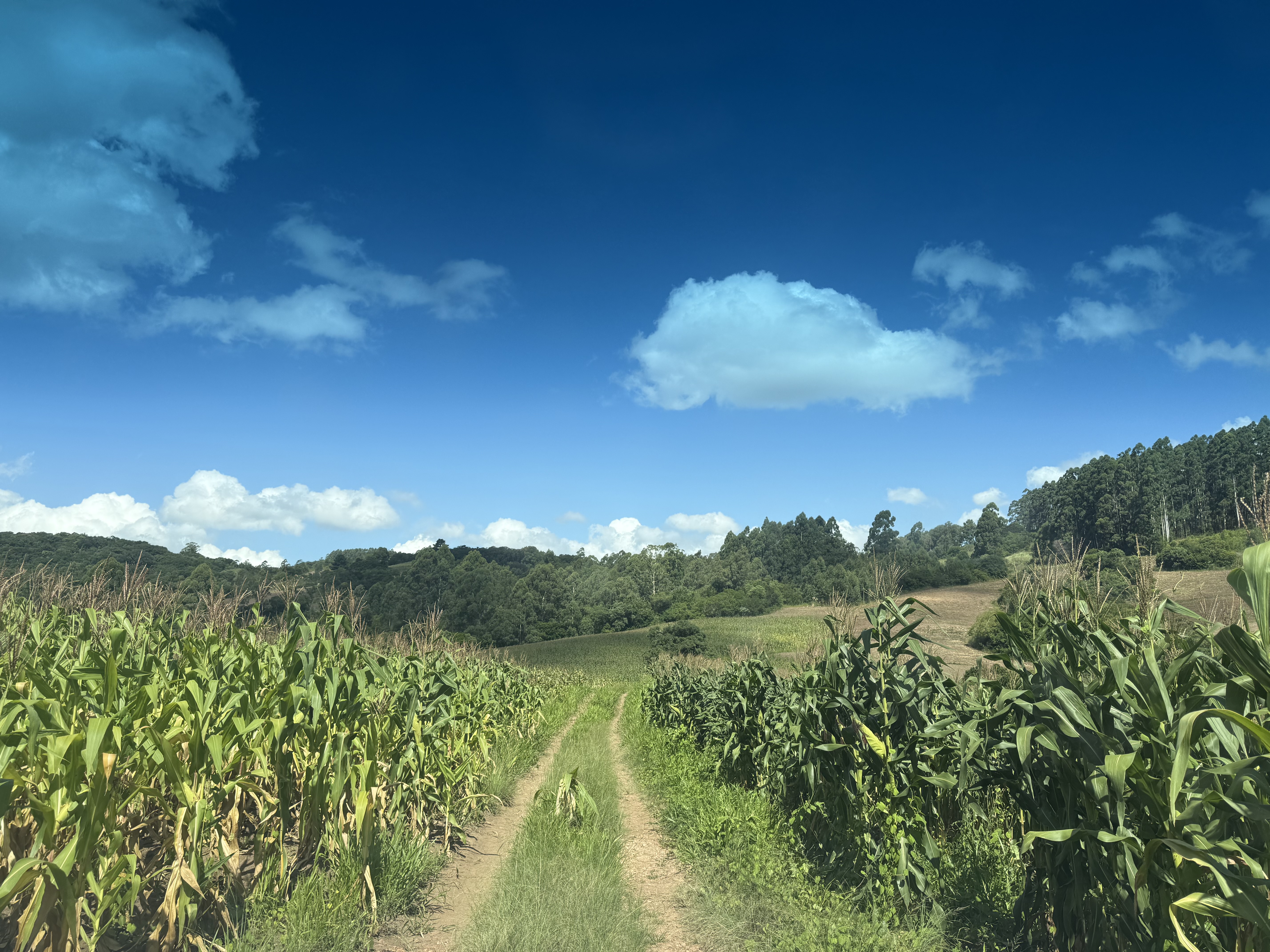 Uma fração de terras, localizado na Bandeirinha (7º Distrito de Camaquã/RS), com a área superficial de 110.547,00m2